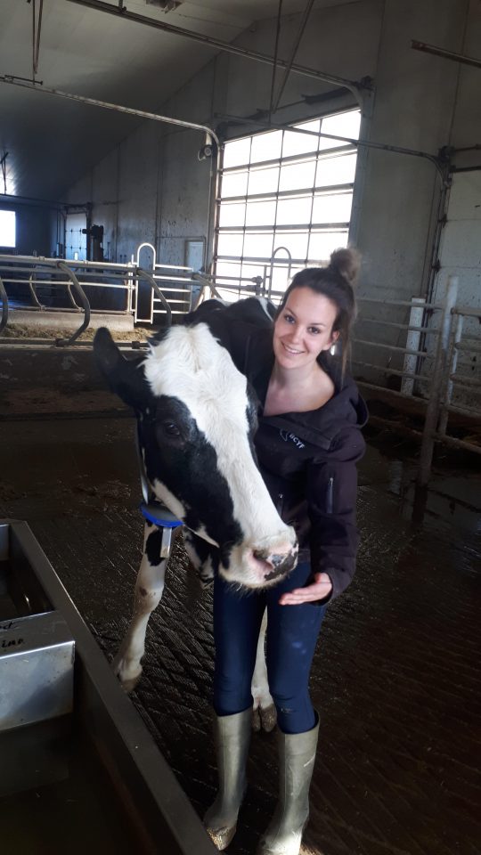 Anne-Marieke Smid with a cow